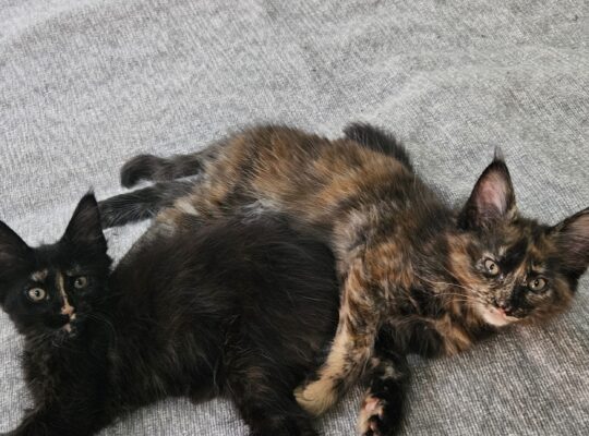 Maine coon macici