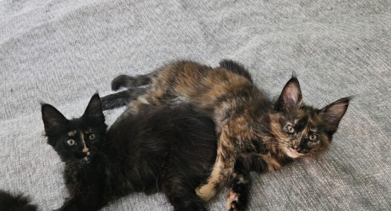Maine coon macici