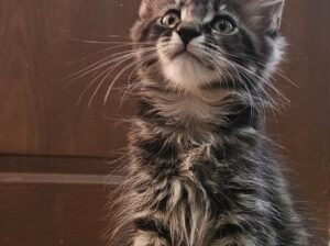 Maine coon macici