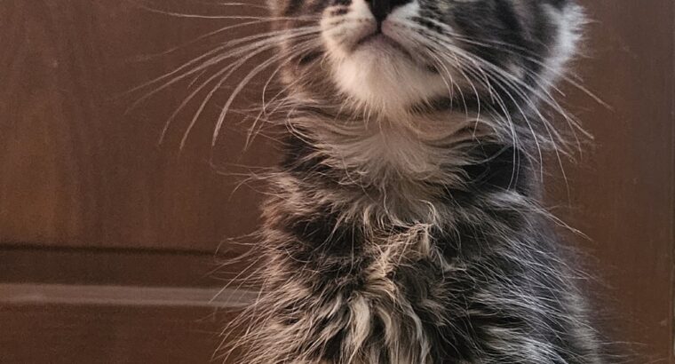 Maine coon macici
