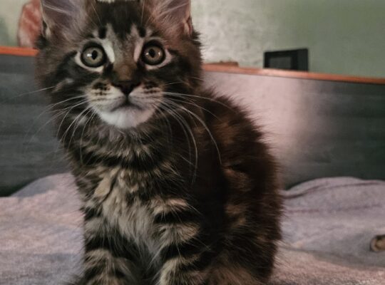 Maine coon macici
