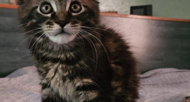 Maine coon macici