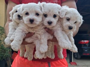 Mini maltezer