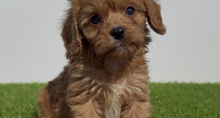 Cavapoo-Kavapu (cavalier king charles spaniel + pudla)