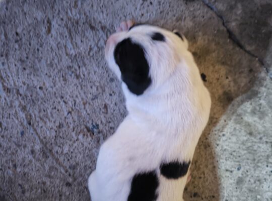 Pit bul stenad za rezervaciju