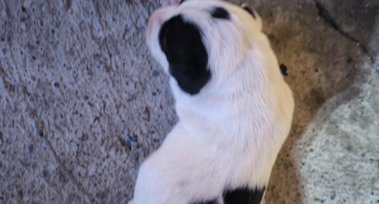 Pit bul stenad za rezervaciju