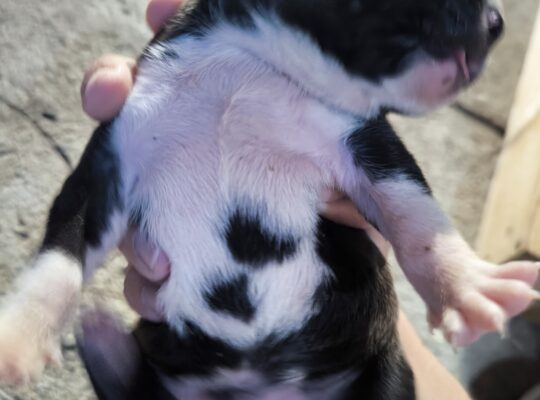 Pit bul stenad za rezervaciju