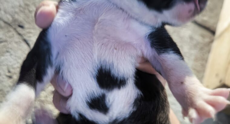 Pit bul stenad za rezervaciju
