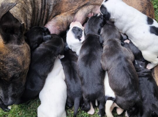 Pit bul stenad za rezervaciju
