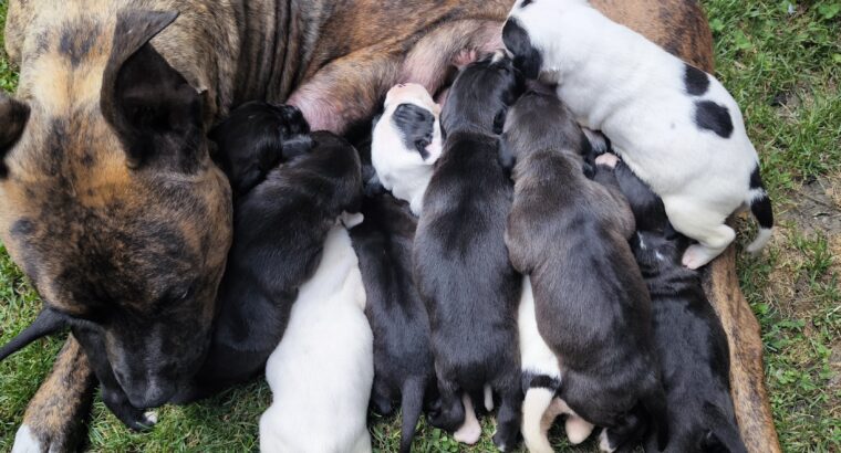 Pit bul stenad za rezervaciju