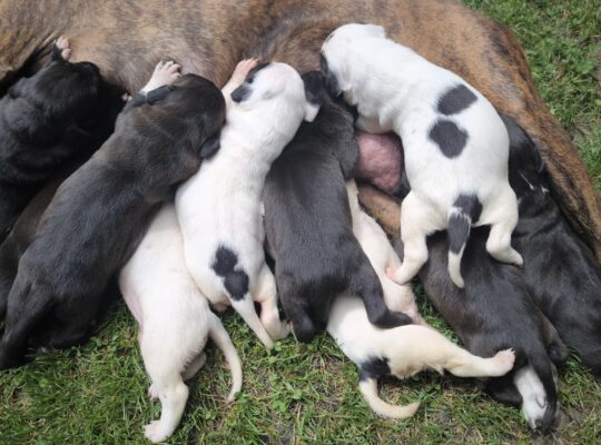 Pit bul stenad za rezervaciju