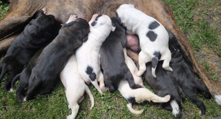Pit bul stenad za rezervaciju