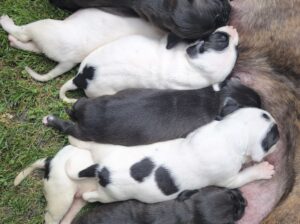 Pit bul stenad za rezervaciju