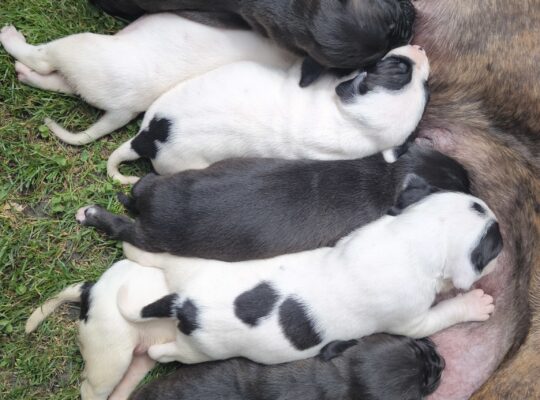 Pit bul stenad za rezervaciju