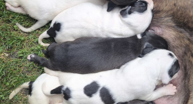 Pit bul stenad za rezervaciju