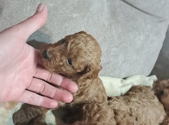 Crvena toj pudla ( Toy Poodle )