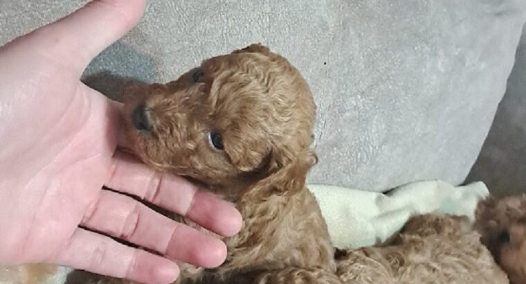 Crvena toj pudla ( Toy Poodle )