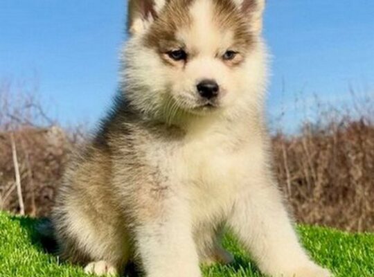 Pomsky-pomski (pomeranac + haski)