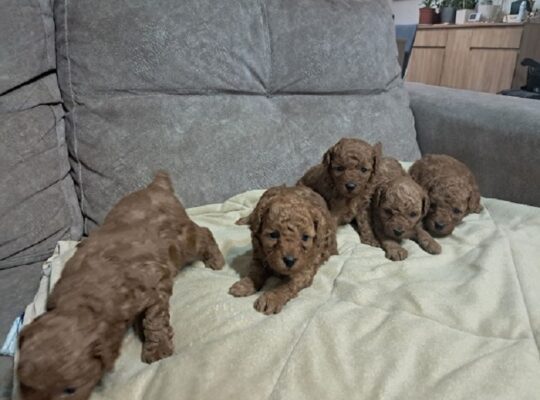 Crvena toj pudla ( Toy Poodle )