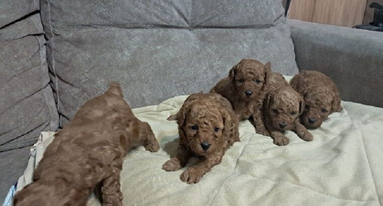 Crvena toj pudla ( Toy Poodle )