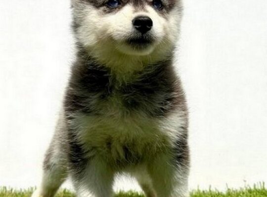 Pomsky-pomski (pomeranac + haski)