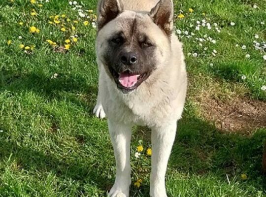 Američka akita, parenje