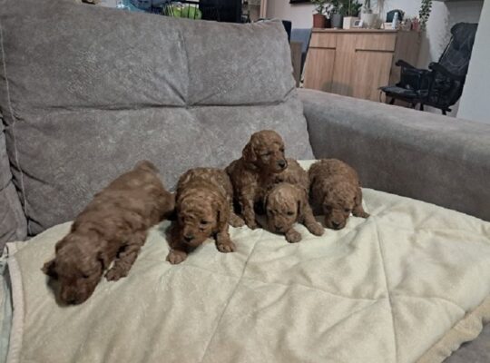 Crvena toj pudla ( Toy Poodle )