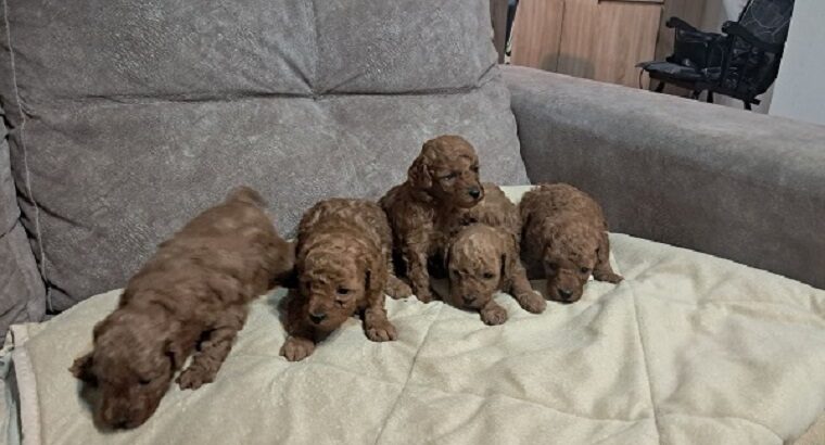 Crvena toj pudla ( Toy Poodle )