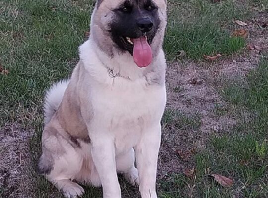 Američka akita, parenje