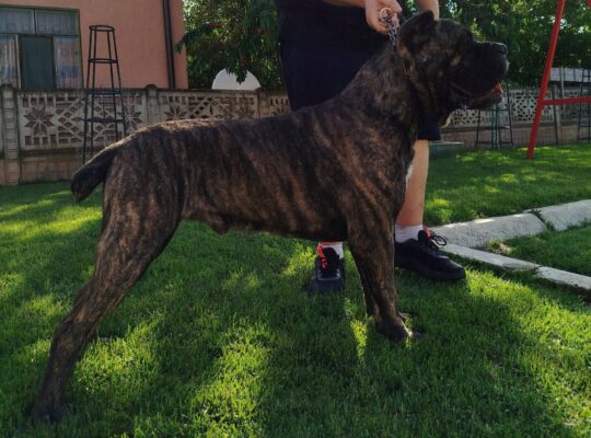 Dostupne 3 zenke Cane Corso