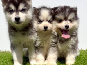 Pomsky-pomski (pomeranac + haski)