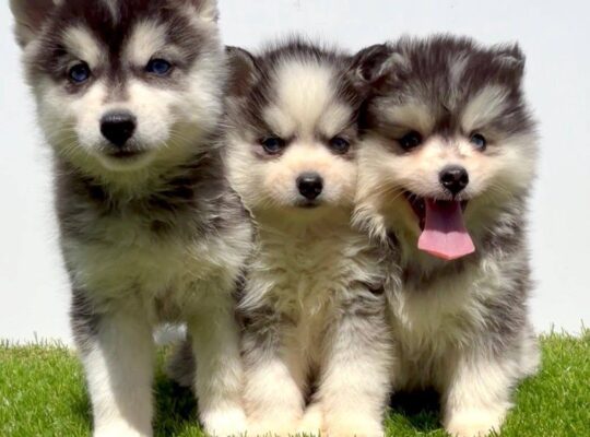 Pomsky-pomski (pomeranac + haski)