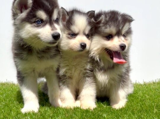 Pomsky-pomski (pomeranac + haski)