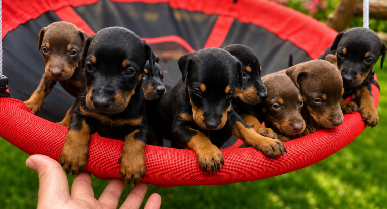 Štenci Dobermana, 8 štenaca