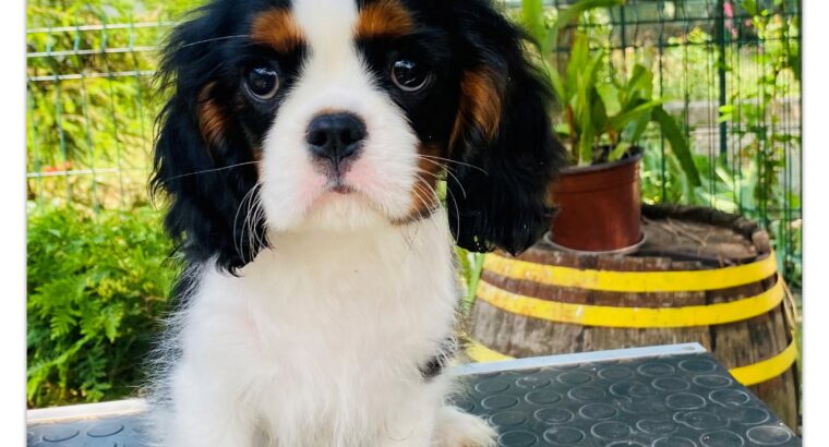 ŠTENCI Cavalier King Charles Spaniel