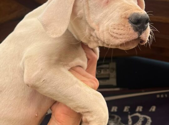 Dogo argentino