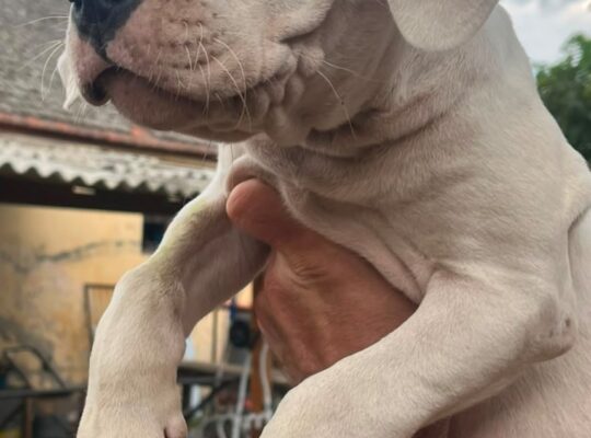 Dogo argentino