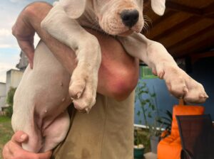 Dogo argentino