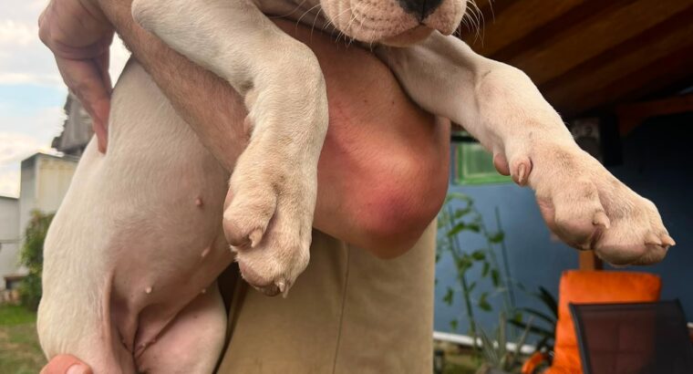 Dogo argentino