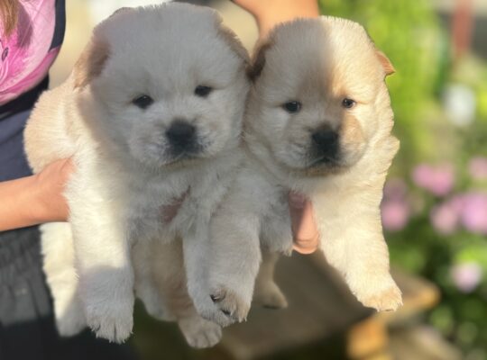 Stenci chow chow (cau cau)