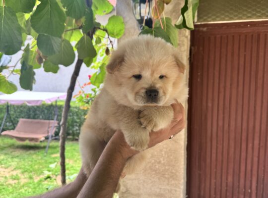 Stenci chow chow (cau cau)