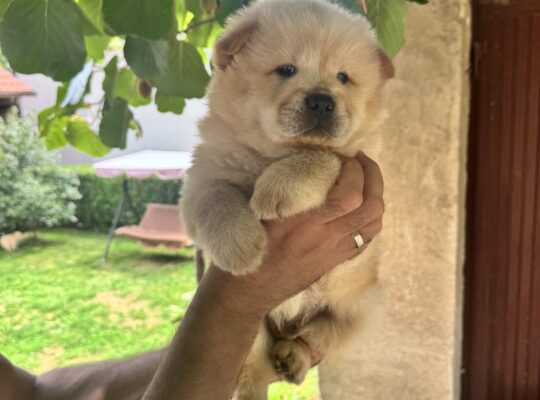 Stenci chow chow (cau cau)