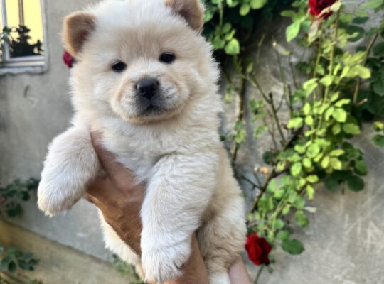 Stenci chow chow (cau cau)