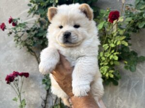Stenci chow chow (cau cau)