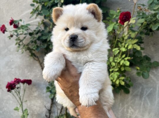 Stenci chow chow (cau cau)