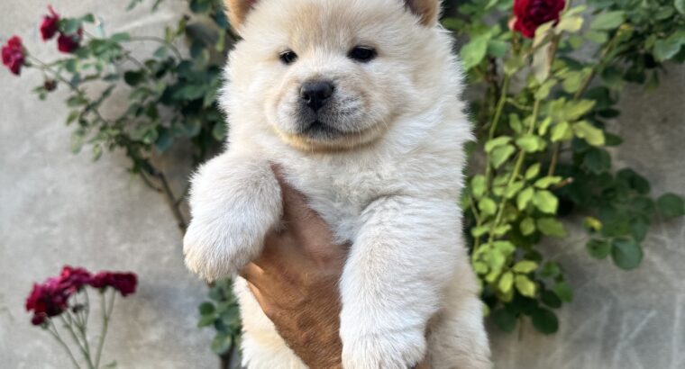 Stenci chow chow (cau cau)