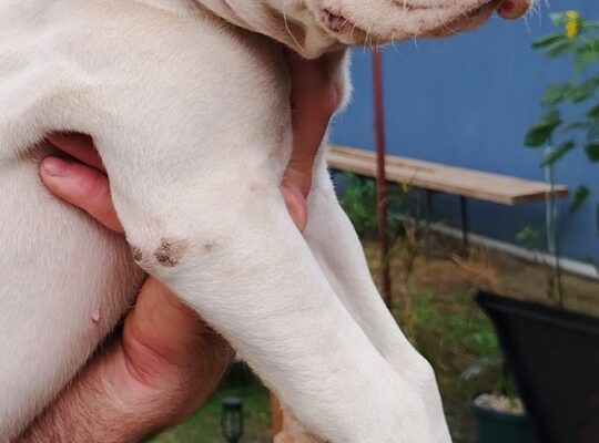 Dogo argentino