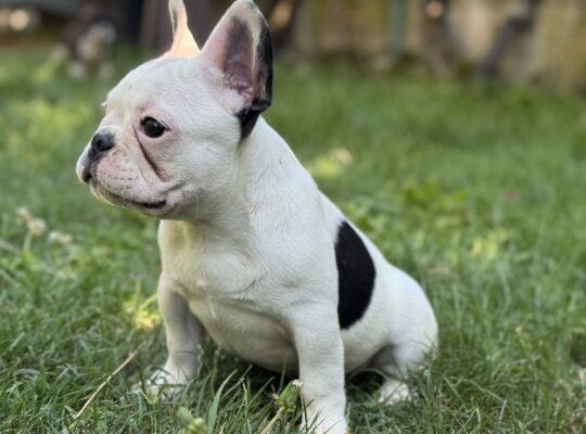 Francuski buldog