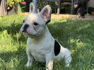 Francuski buldog