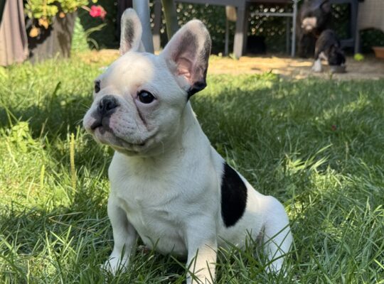 Francuski buldog